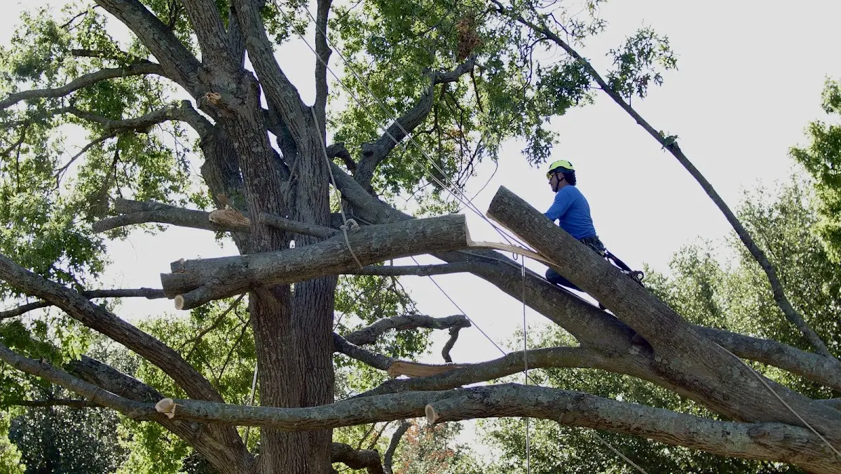 Professional Crown Thinning performed by certified arborists in Plainville